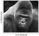 Close-up Gorilla Wall Mural