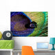 Water Drop on Peacock Feather Wall Mural
