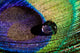 Water Drop on Peacock Feather Wall Mural