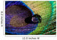 Water Drop on Peacock Feather Wall Mural