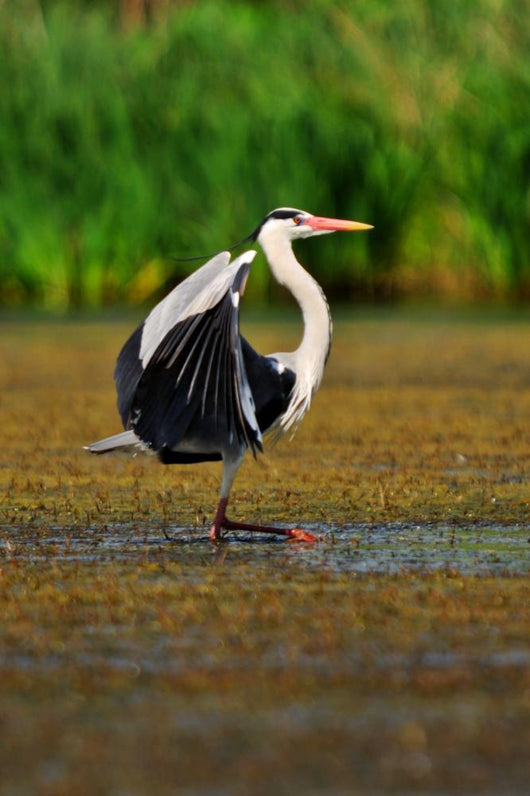Heron Wall Mural