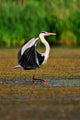 Heron Wall Mural
