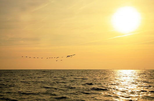 Sunrise and Flock Birds Wall Mural