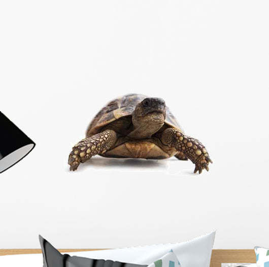 Turtle Wall Decal