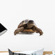 Turtle Wall Decal