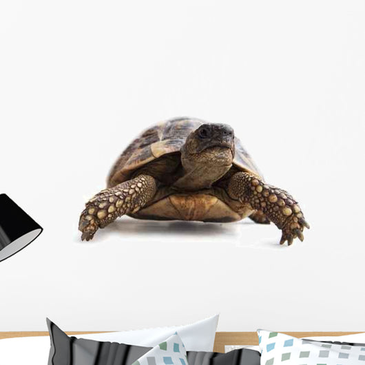 Turtle Wall Decal