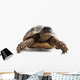 Turtle Wall Decal