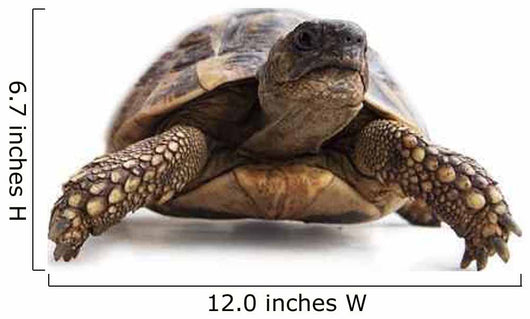 Turtle Wall Decal