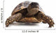 Turtle Wall Decal