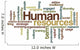Human resources - Word Cloud Wall Decal