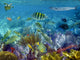 Caribbean Reef Tropical Fishes Underwater Wall Mural