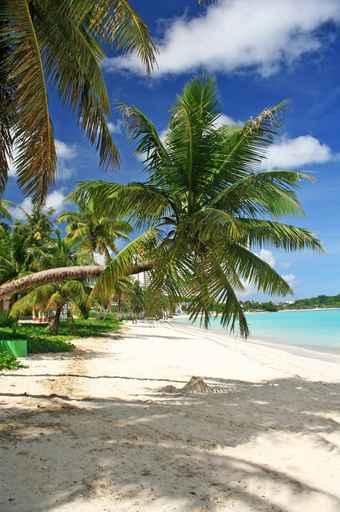 Guam Bent Coconut Tree Wall Decal
