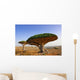 Dragon blood tree Wall Mural
