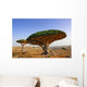 Dragon blood tree Wall Mural