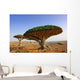 Dragon blood tree Wall Mural