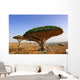 Dragon blood tree Wall Mural