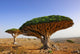 Dragon blood tree Wall Mural