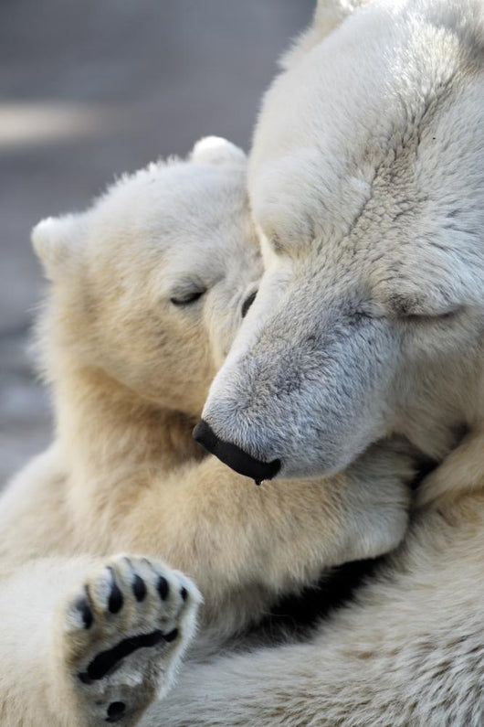 Little Polar Bear Cub Wall Mural