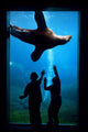 Silhouette Of Children Watching A Sea Lion Wall Mural