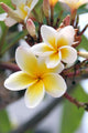 Frangipani