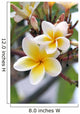 Frangipani