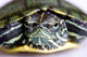 Red-eared Slider Wall Mural