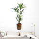Ornamental Plants over White