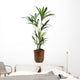 Ornamental Plants over White
