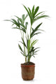 Ornamental Plants over White