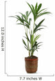 Ornamental Plants over White