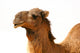 Camel Wall Decal