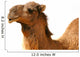 Camel Wall Decal