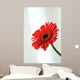 Gerbera Wall Mural