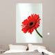 Gerbera Wall Mural