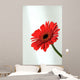 Gerbera Wall Mural