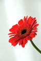 Gerbera Wall Mural