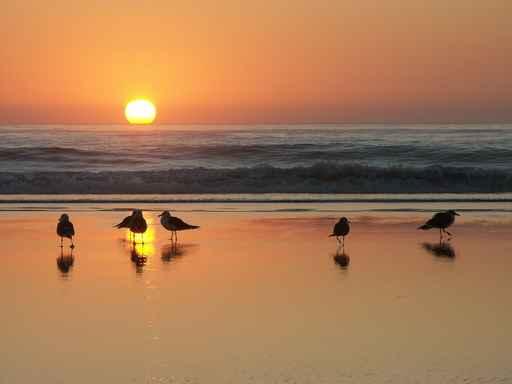 Gulls Beach Wall Decal