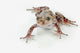 Fire-leg Walking Frog White Wall Decal