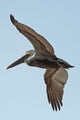 A bird in flight;Gulf shores alabama united states of america Wall Mural