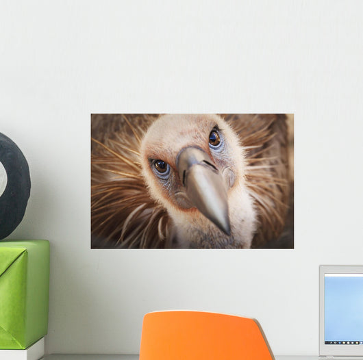 Griffon vulture ;Israel Wall Mural