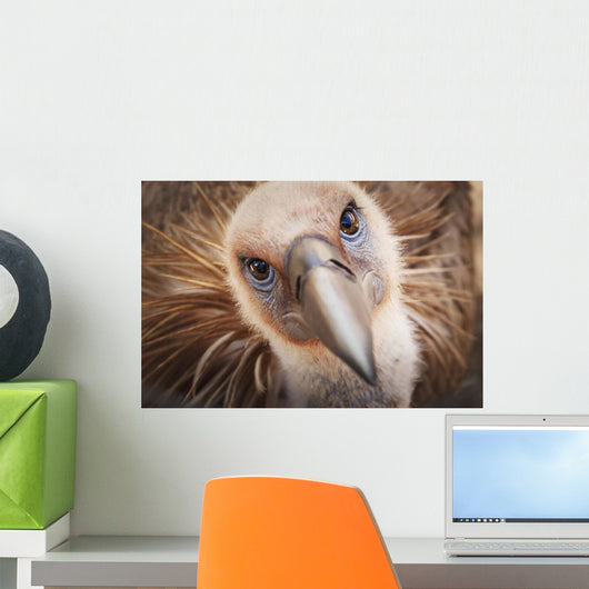 Griffon vulture ;Israel Wall Mural