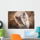 Griffon vulture ;Israel Wall Mural