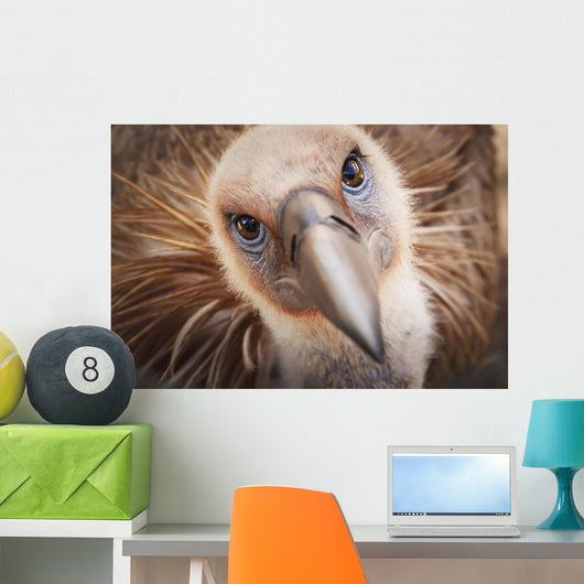 Griffon vulture ;Israel Wall Mural