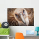 Griffon vulture ;Israel Wall Mural