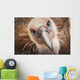 Griffon vulture ;Israel Wall Mural