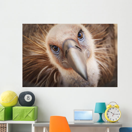 Griffon vulture ;Israel Wall Mural