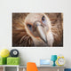 Griffon vulture ;Israel Wall Mural
