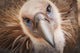 Griffon vulture ;Israel Wall Mural