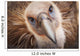 Griffon vulture ;Israel Wall Mural
