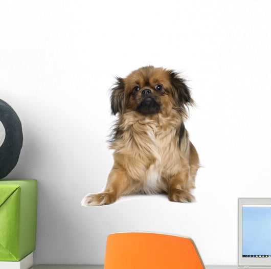 Tibetan Spaniel Wall Decal